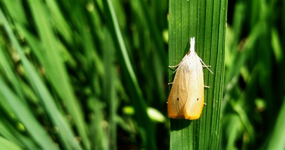 நெல் குருத்துப் பூச்சி