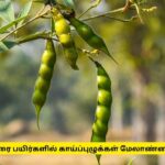 துவரை பயிர்களில் காய்ப்பழுக்கள்