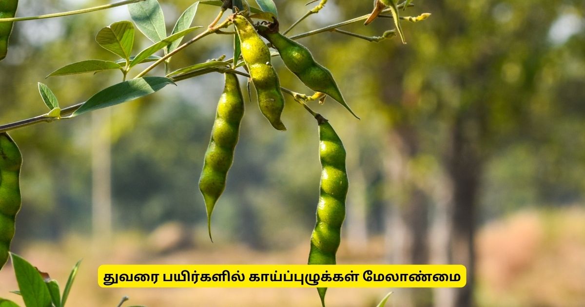 துவரை பயிர்களில் காய்ப்பழுக்கள்