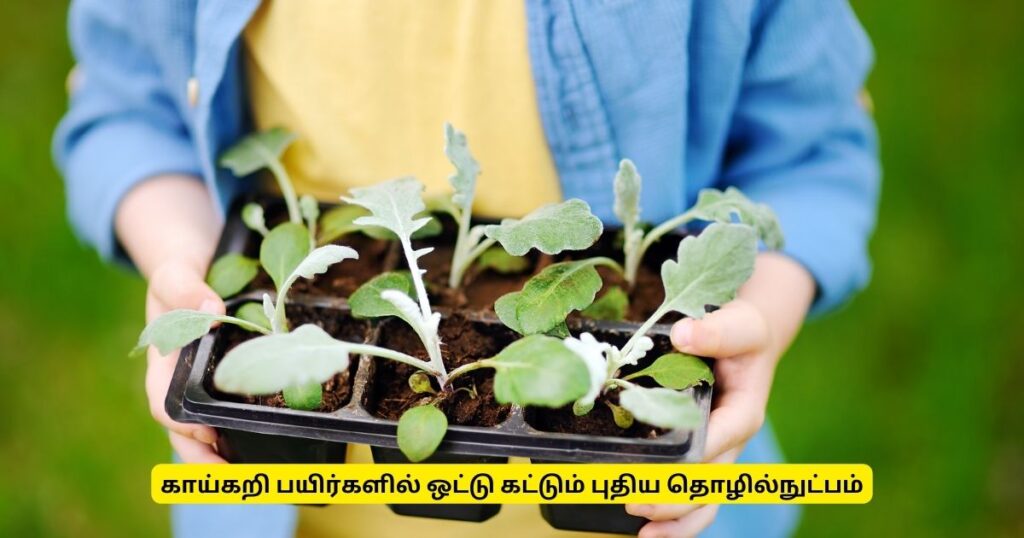 காய்கறி பயிர்களில் ஒட்டு கட்டும் புதிய தொழில்நுட்பம்