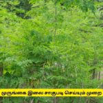 முருங்கை இலை சாகுபடி