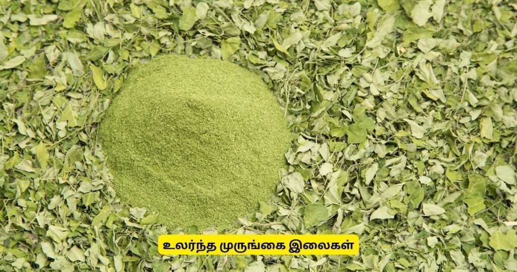 முருங்கை இலை சாகுபடி